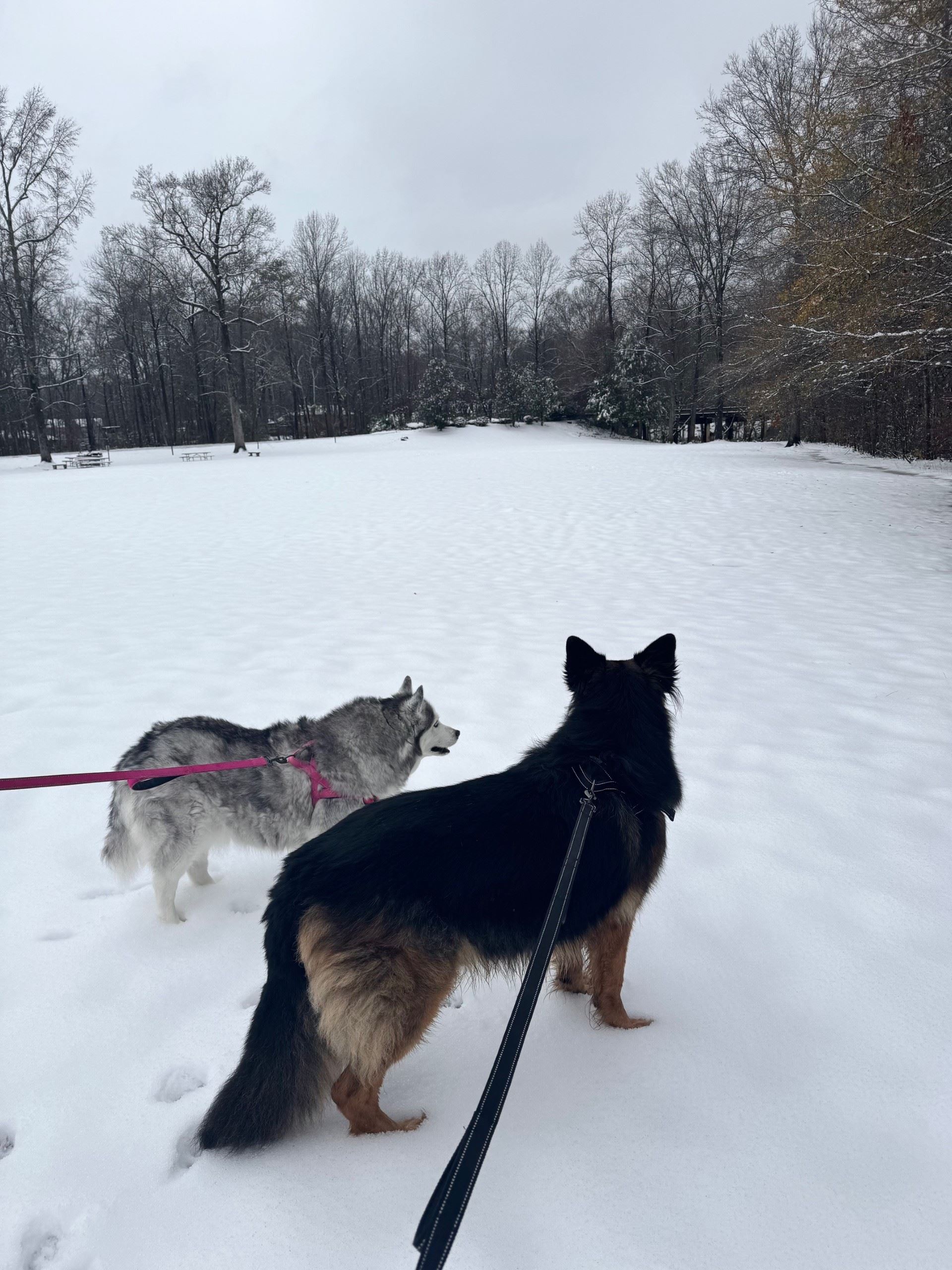 Snow Day in Pelham January 10, 2024